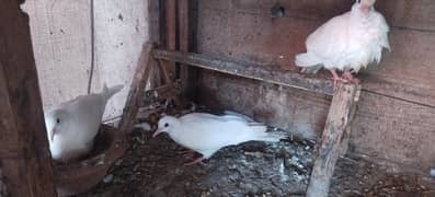 dove for sale