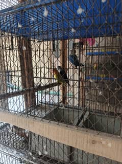 5 lovebirds pair for sell 0311 0771970
