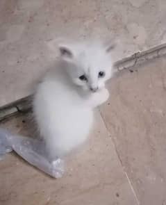 Persian