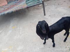 1 bakri or 2 bchy bakri ky black bakri brown bakra