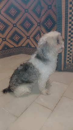 shihtzu female friendly