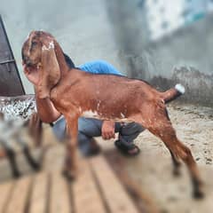 Desi