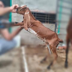 Desi nagra Bakra qurbani/breader age 2 month