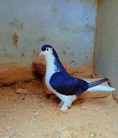 Sherazi male