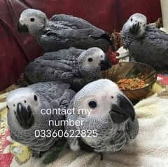 African grey parrot chicks for sale