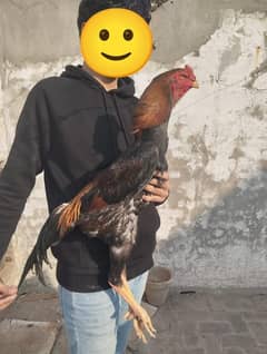 German King oh shamo Chick For Sale     3 month  age