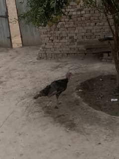 pairo