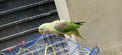 Raw parrots pair