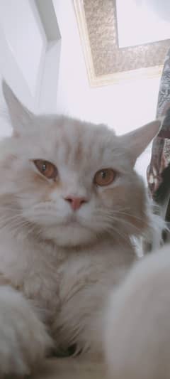 Male cat 14 months age URGENT SALE