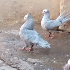 Cgyyfff