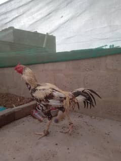pawar