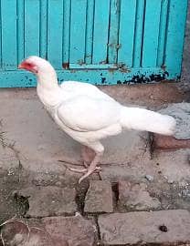 quality heera hens 2