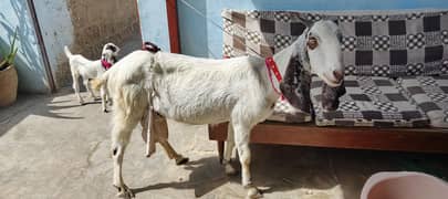 bakri or 2 bachy hai