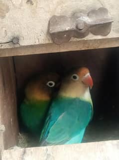 love