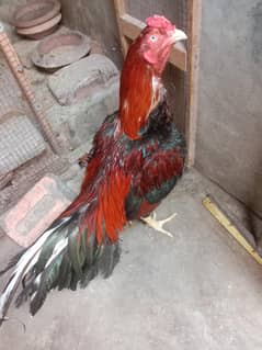 aseel mianwali murga