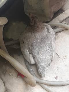 1 aseel murgi