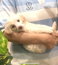 puppy