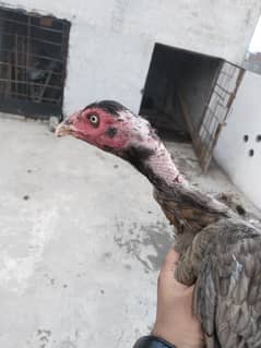 heera pair