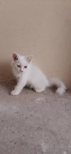 white persian kitten