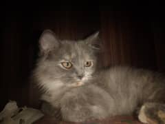 cat Persian