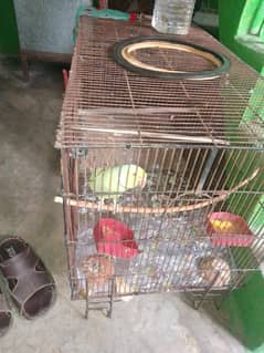 parrot
