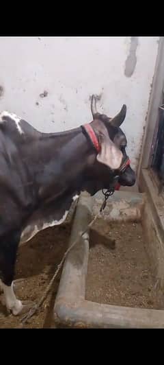 cow and with baby