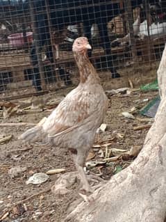 Sindhi jageeri Madi
