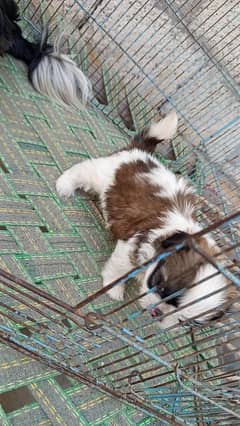 Shihtzu