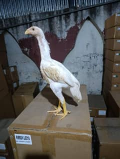 SHAMO | WHITE SHAMO | KING SHAMO CHICKS | JAPANESE SHAMO
