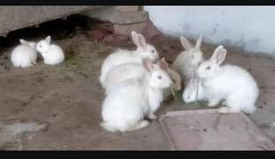 Angora red eyes  both male and female