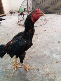 aseel murgha thai