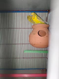 TCB Pair