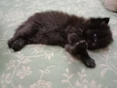 kitten