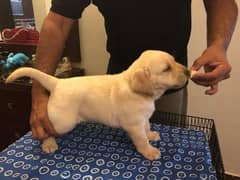 LABRADOR pedigree microchip puppies 03014615555