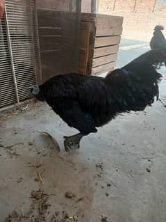 ayam cemani 3 male