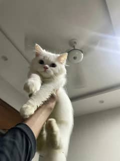 Cats kittens