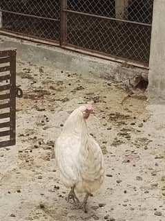 Desi Murghi Aur Murghe - 1 Saal Ke - Pure Breed