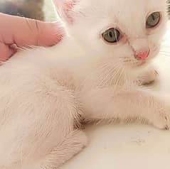 Double Coated Persian Kittens For Sale