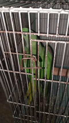 Raw Parrot