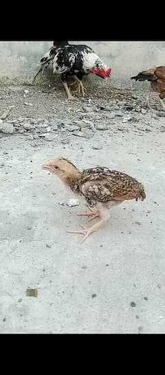 thai,amroha and mushki chicks for sale