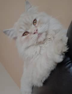 Male