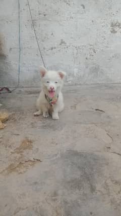 Russian dog female 4month age