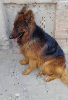 German