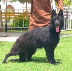 German  Shepherd | Black German  Shepherd female | Gsd dog