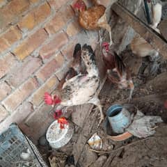 egg  hen