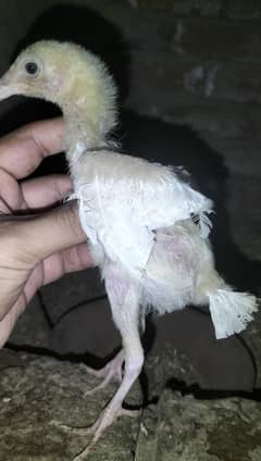 heera
