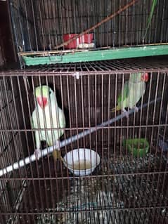 raw parrot pair bridal 03262282004 WhatsApp