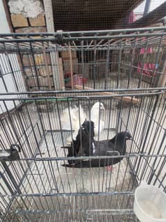 Breeding pair