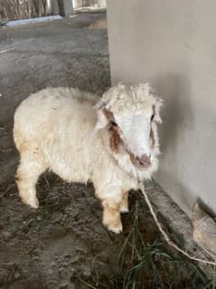 1 baby goat and baby sheep (lamb)