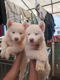 Siberian husky for sale